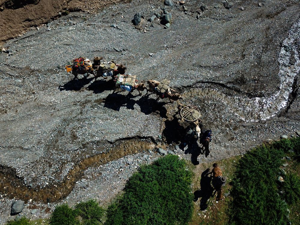 Camel migration in the Altai mountains