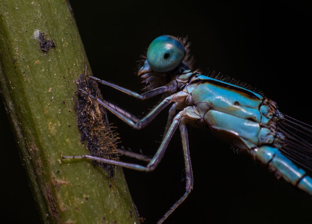 Фотография автора Laddu Sasindu Pramuditha De Silva