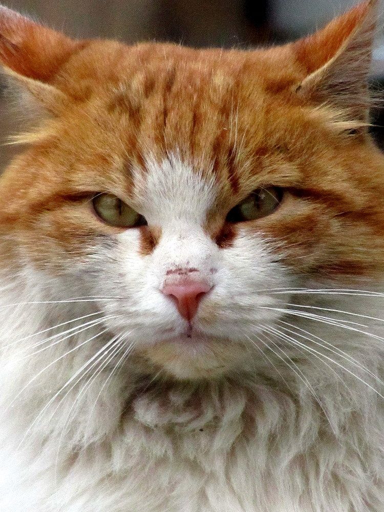 Photograph by Екатерина Бахтинова