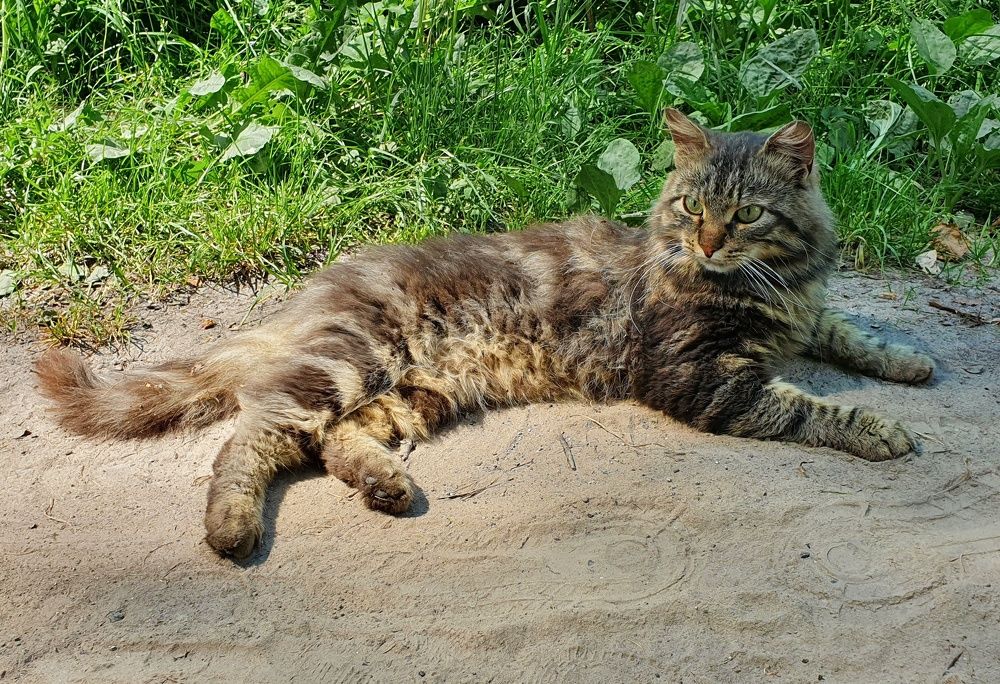 Кот из Хотылёво