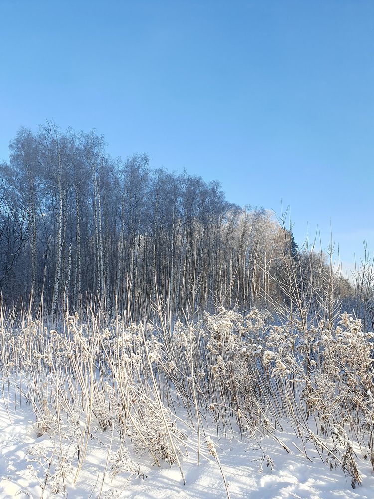 Фотография автора Надежда Лисицына