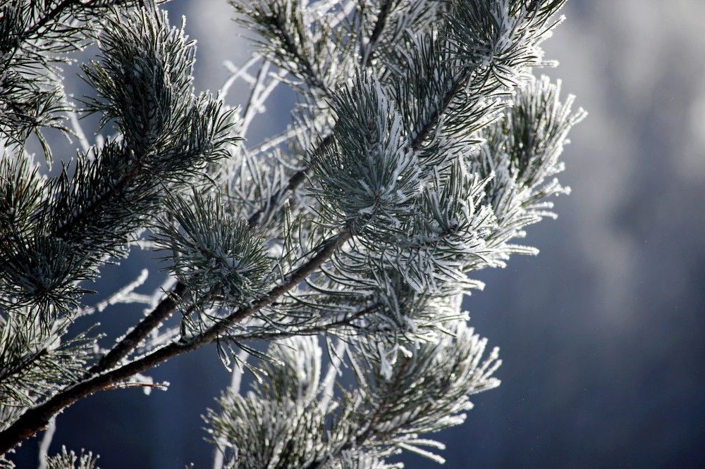 Сосновая сказка