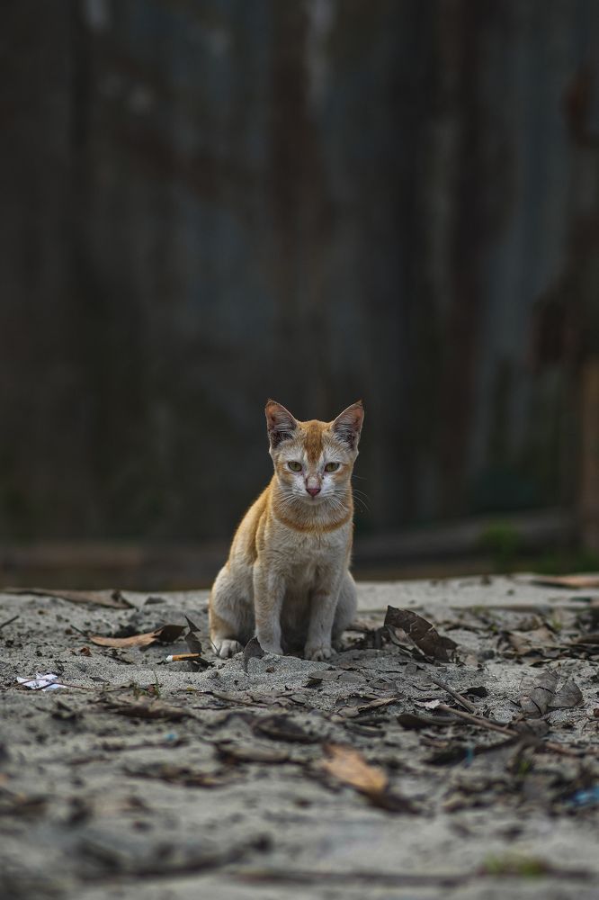 Photograph by Sadman Sakib