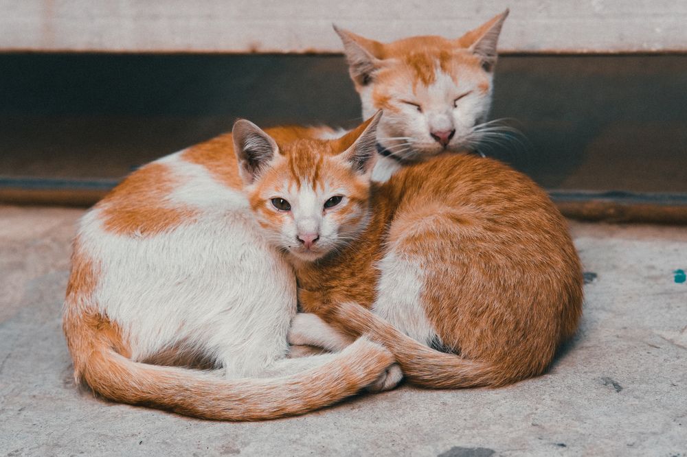 Photograph by Sadman Sakib