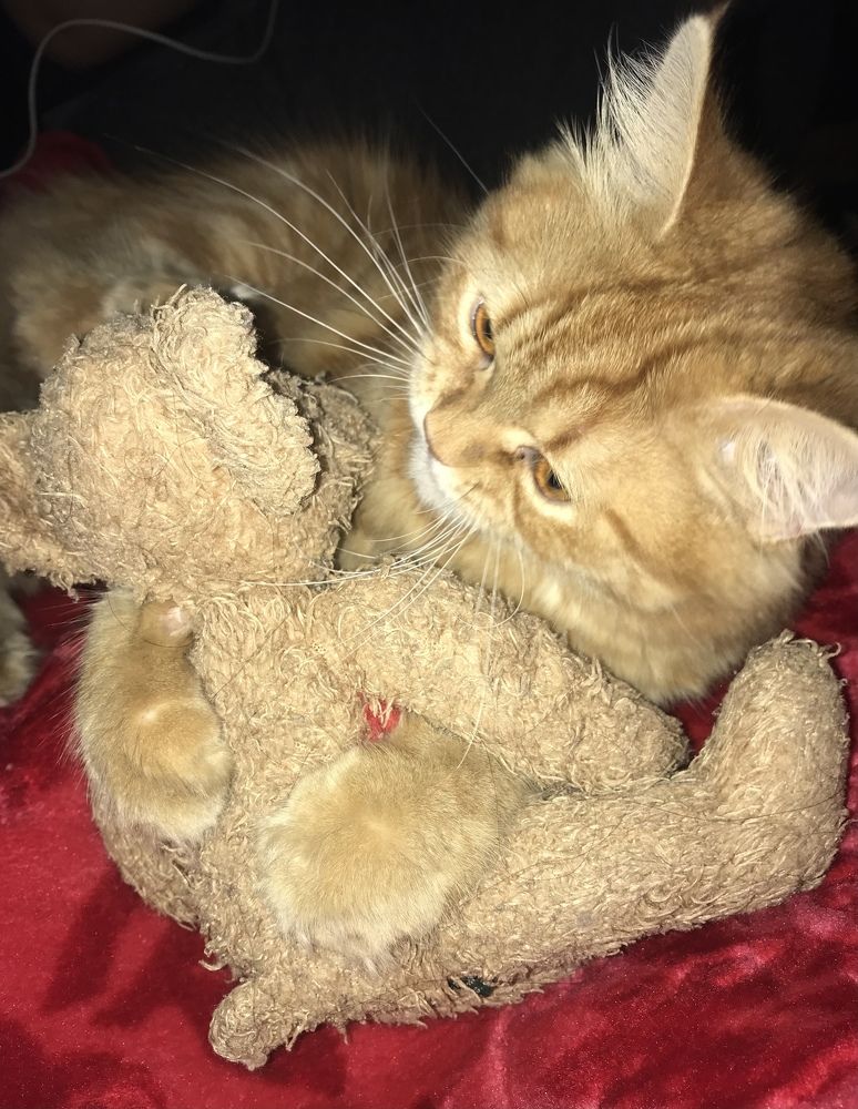 Shiko hugging his favorite toy