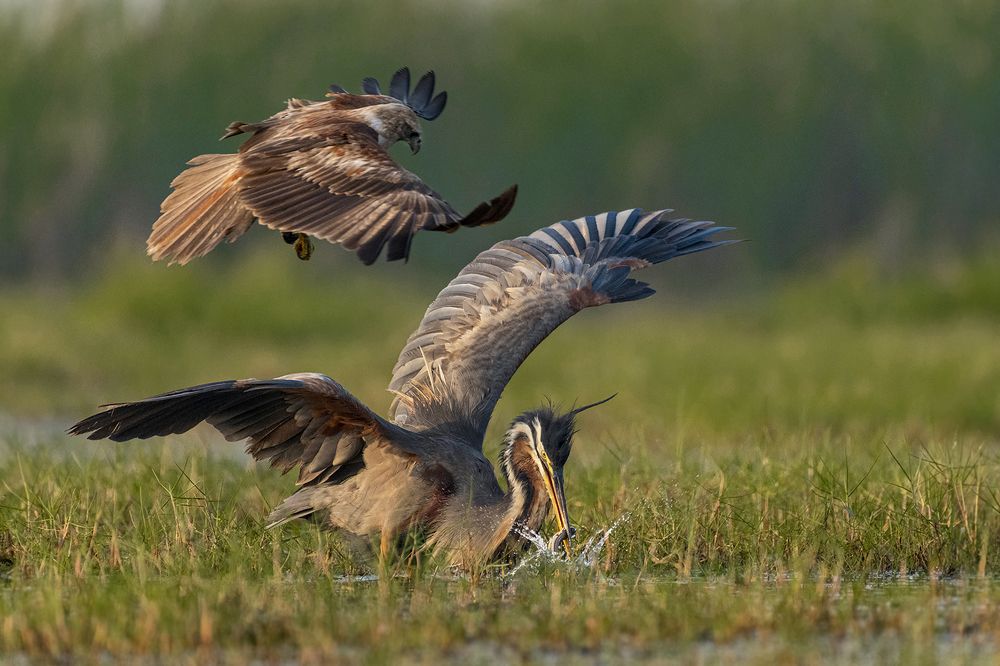 Photograph by Rahuldeb Bhattacharya