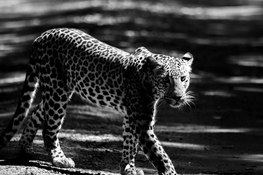 Leopard on action