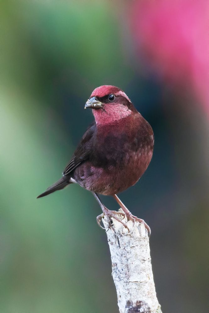 Photograph by Biswadip Ghosh