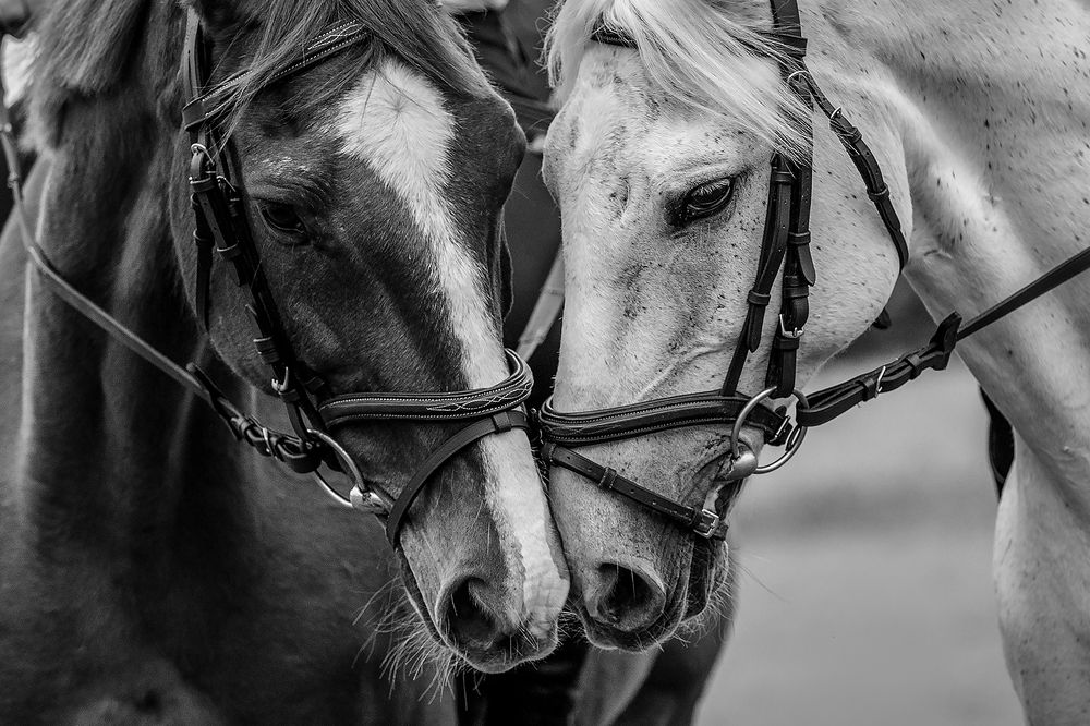 Photograph by Camilla R Cintra