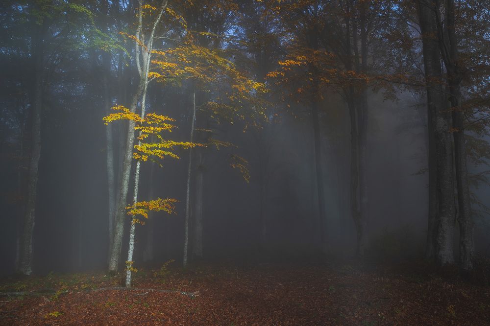 Photograph by Alex Coman