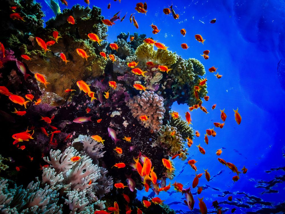 Photograph by Alexander Plakida