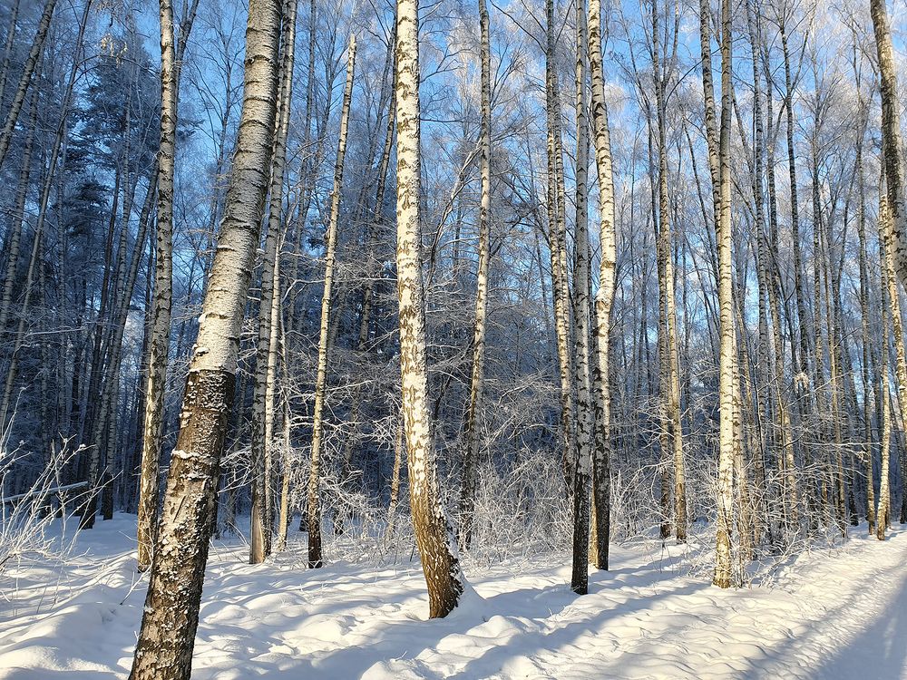 Фотография автора Надежда Лисицына