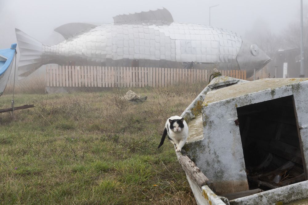 Photograph by ilia Safarov