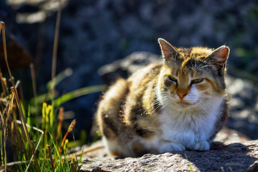 Фотография автора Голубцов