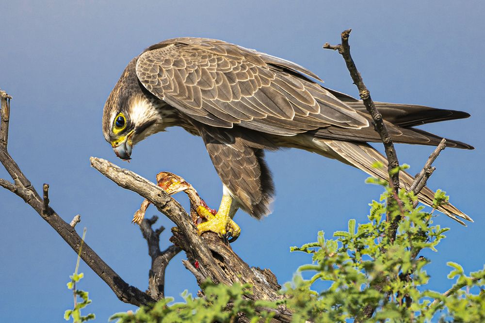 Photograph by Rahuldeb Bhattacharya