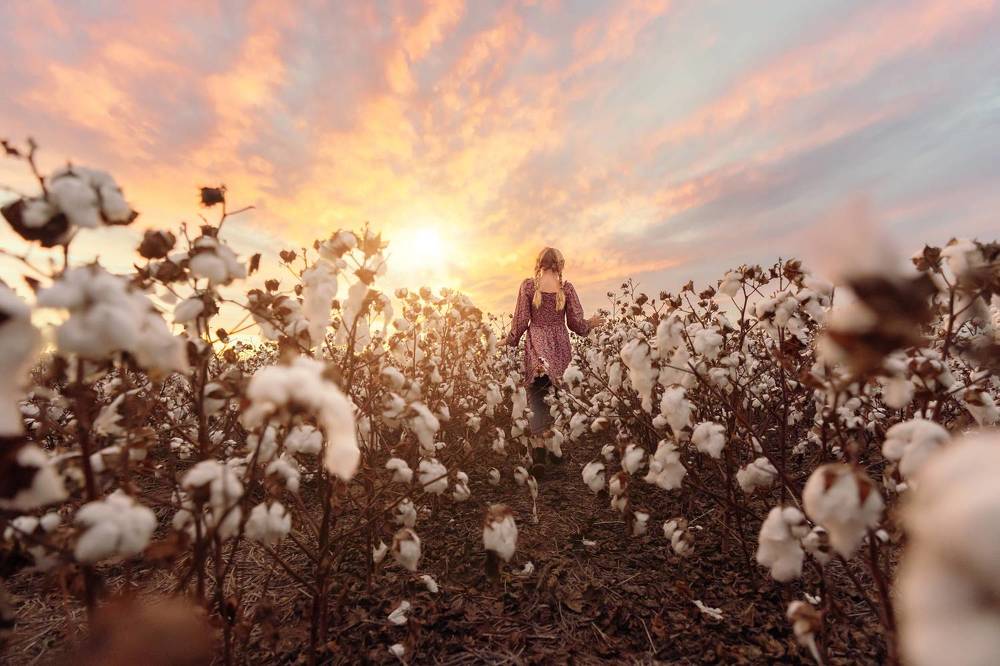 Cotton field