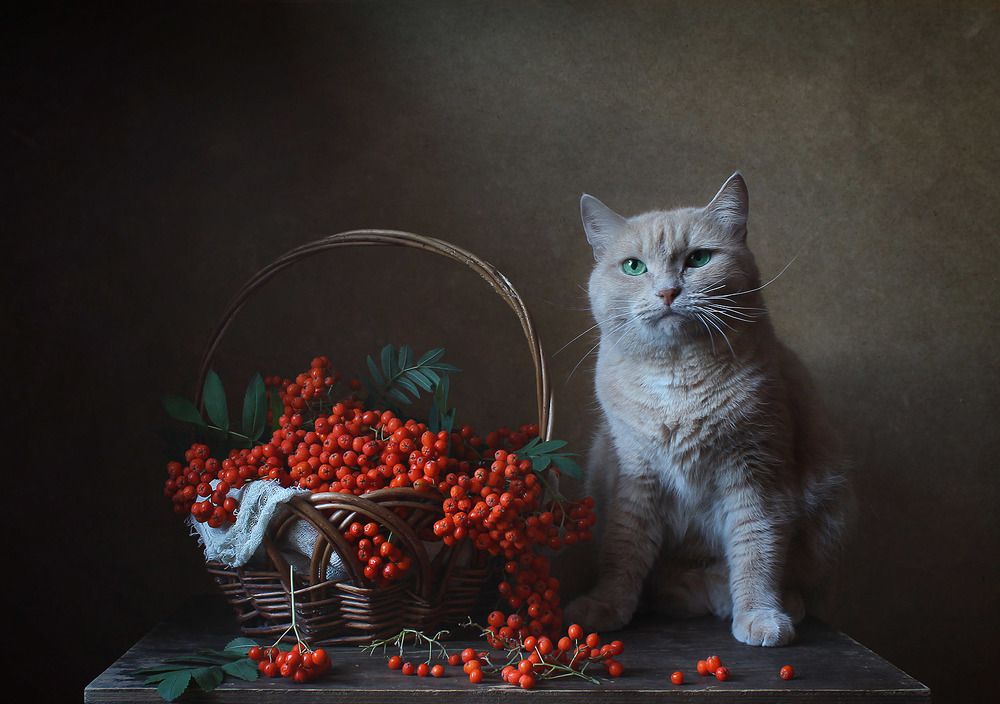 Photograph by Курочкина Диана