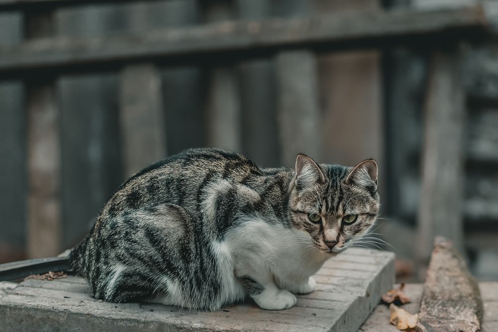 КУРИЛЬСКИЙ БОБТЕЙЛ