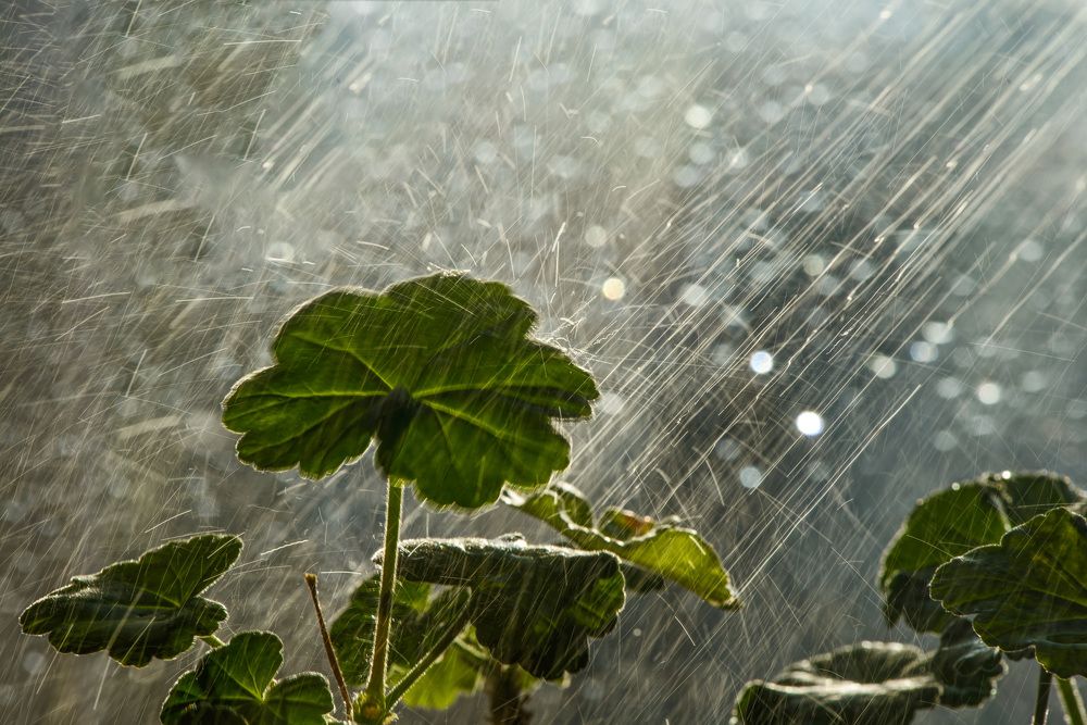 Брызги взлетают салютом