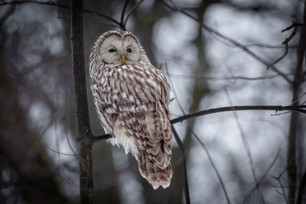 Photograph by Антон Науменко