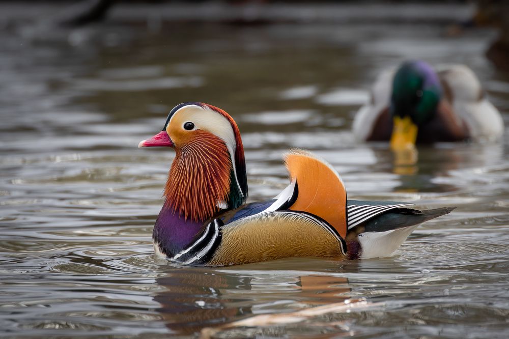 Photograph by Антон Науменко