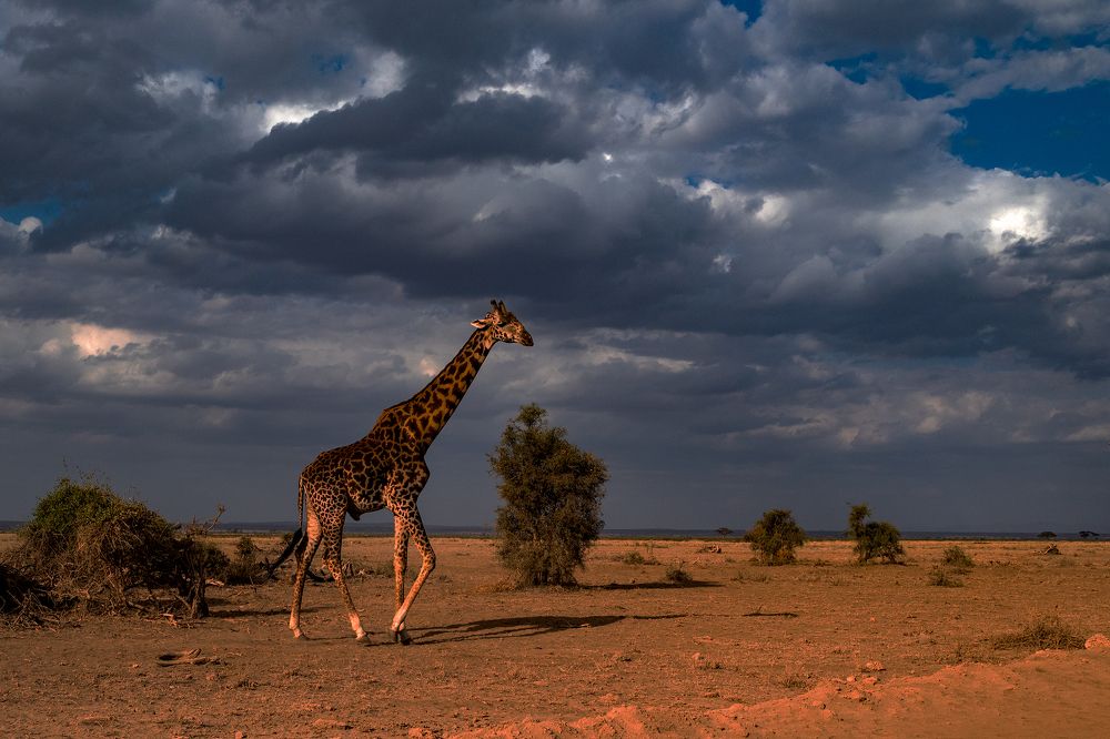 Photograph by DIBYENDU DEY CHOUDHURY