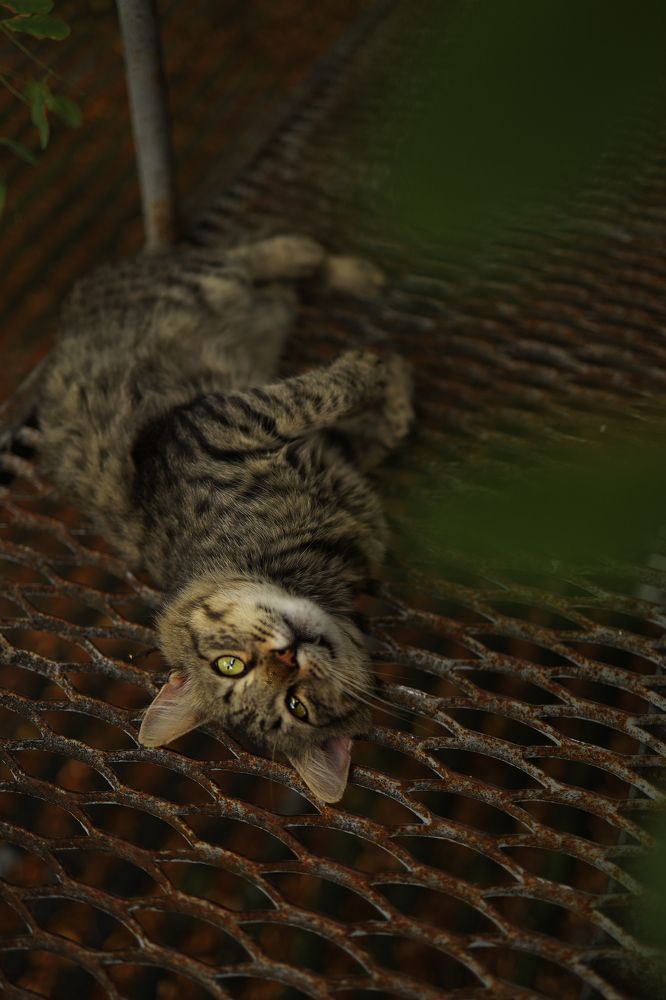 Фотография автора Мария Стратан