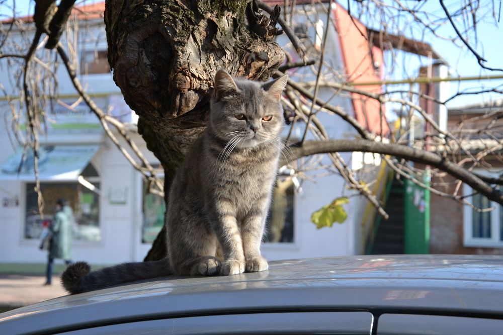 Photograph by Андрей Звездов