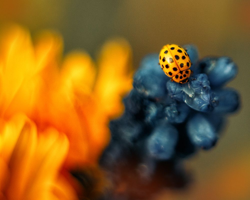 Photograph by Алена