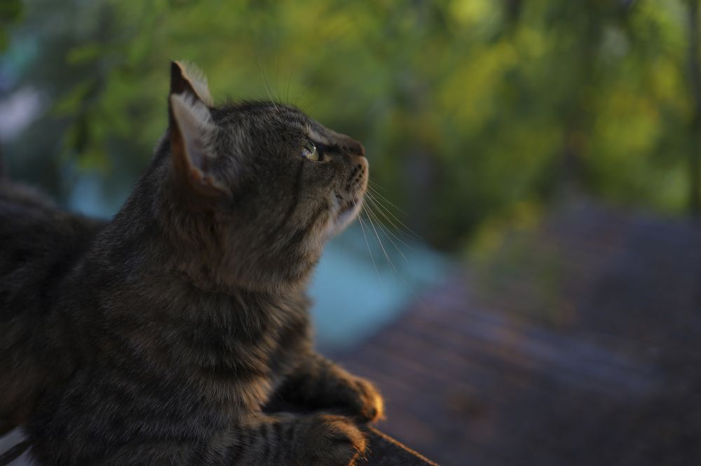 Фотография автора Мария Стратан