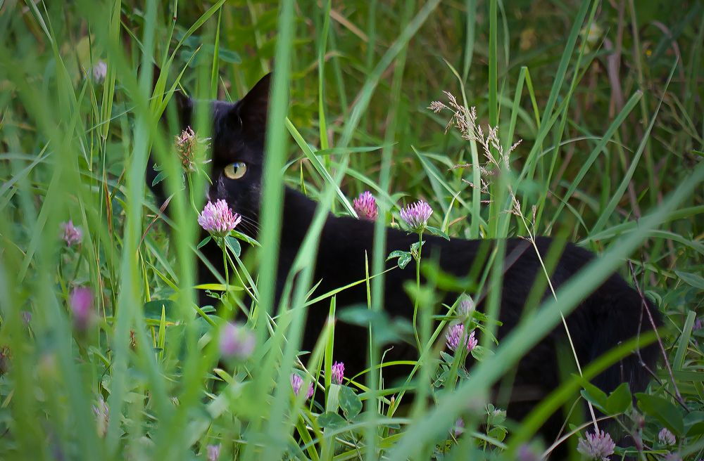 Фотография автора Andrey Pristyazhnyuk