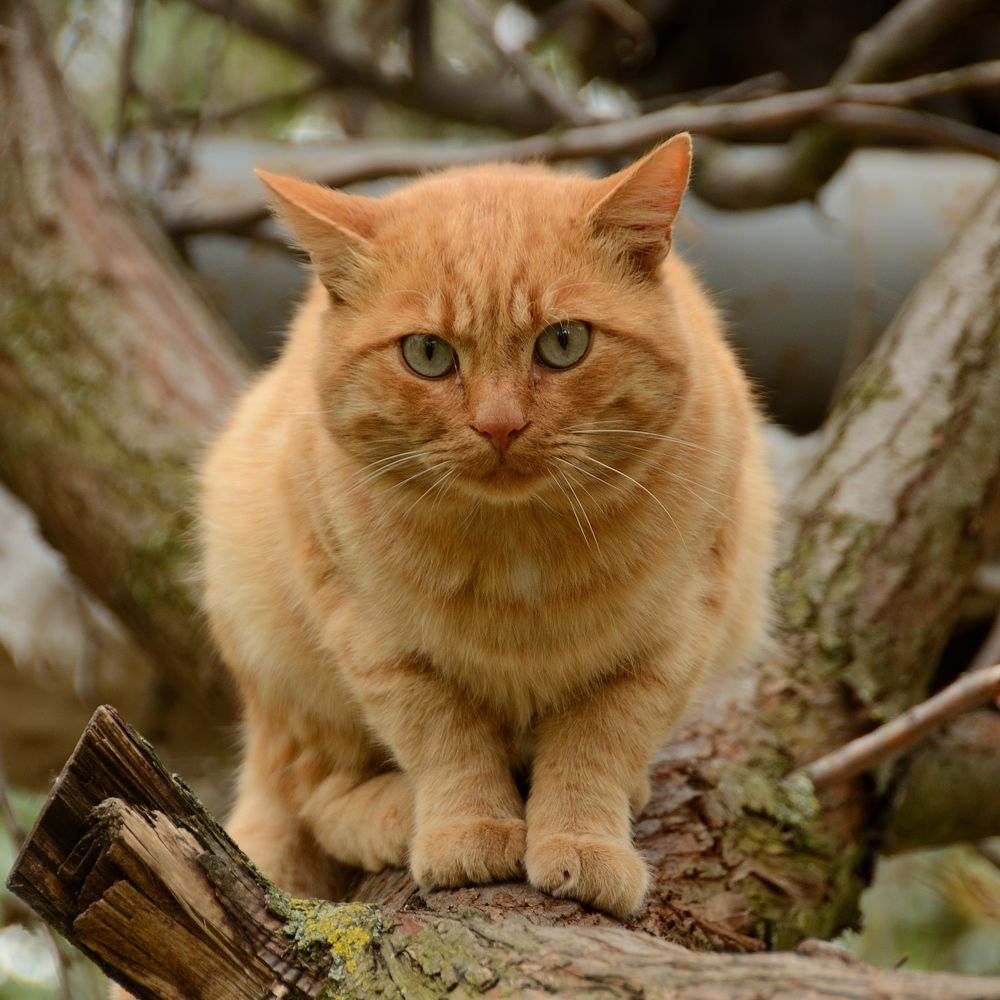 Фотография автора Aleksei Batiukov