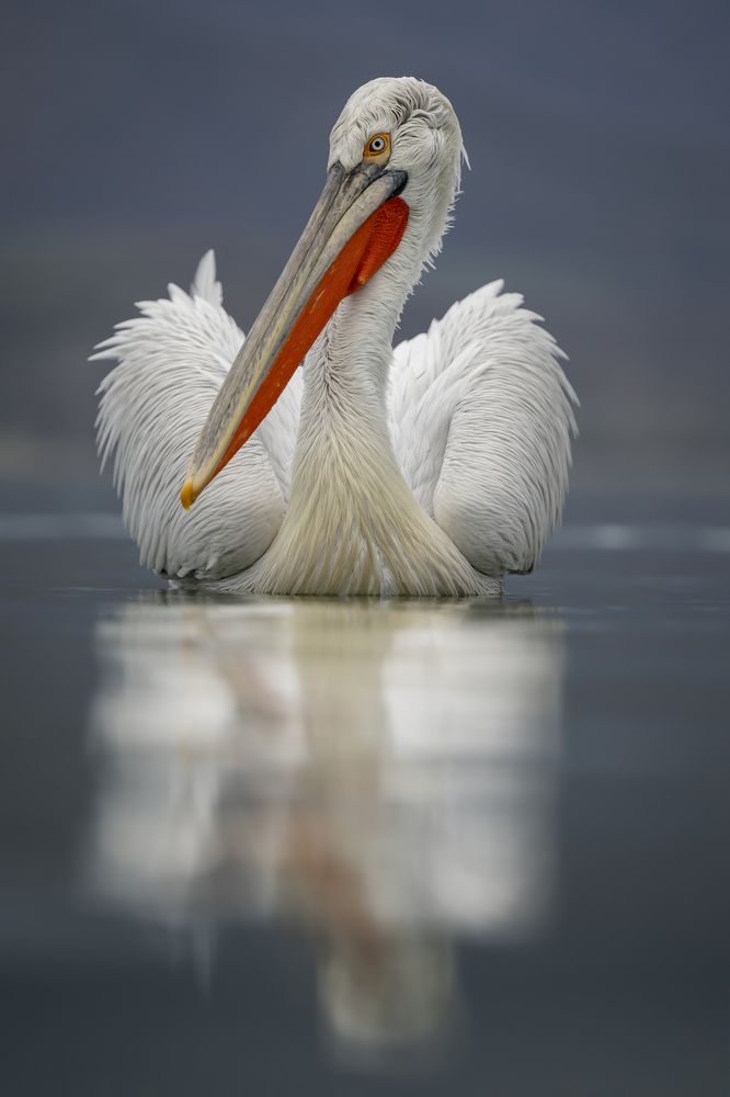 Photograph by Ernestas Balcikonis