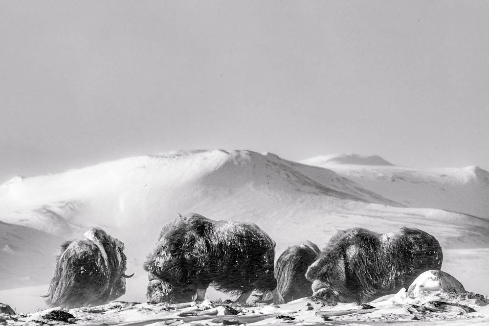 Photograph by Ernestas Balcikonis