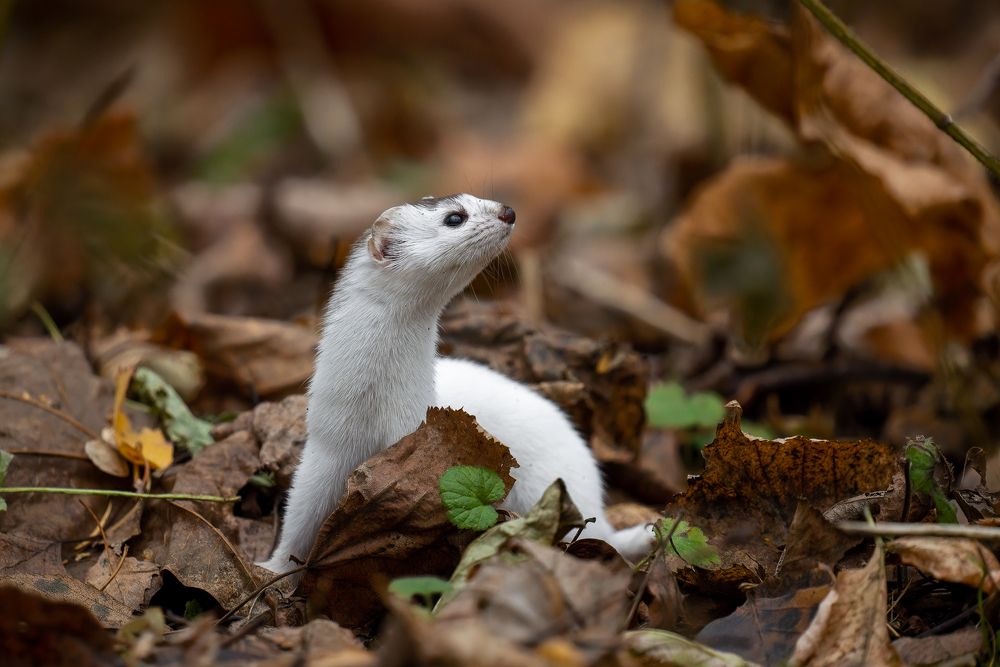 Photograph by Антон Науменко