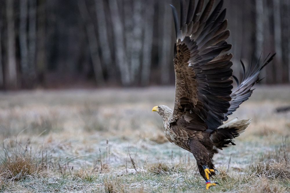 Photograph by Rolandas Valančauskas