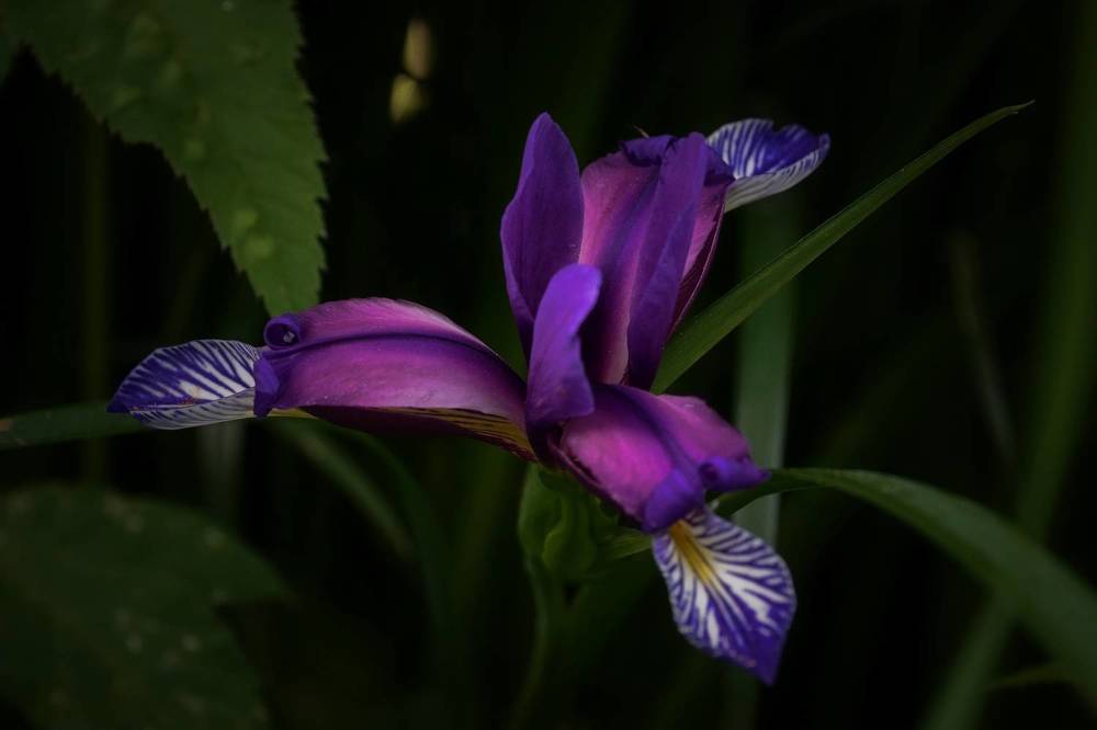 Красота цветов