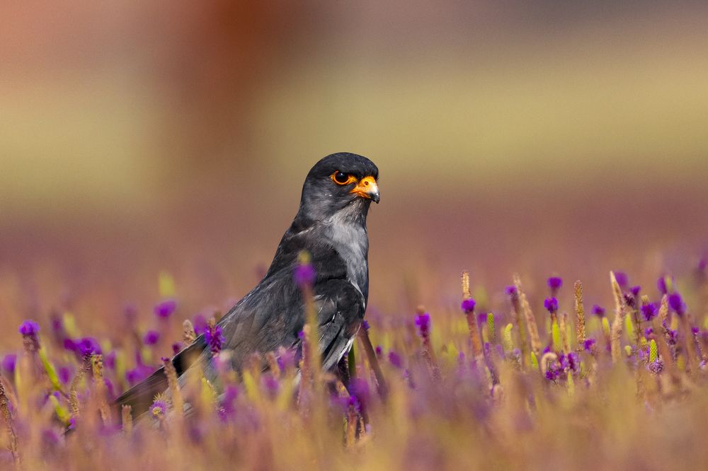 Photograph by Rahuldeb Bhattacharya