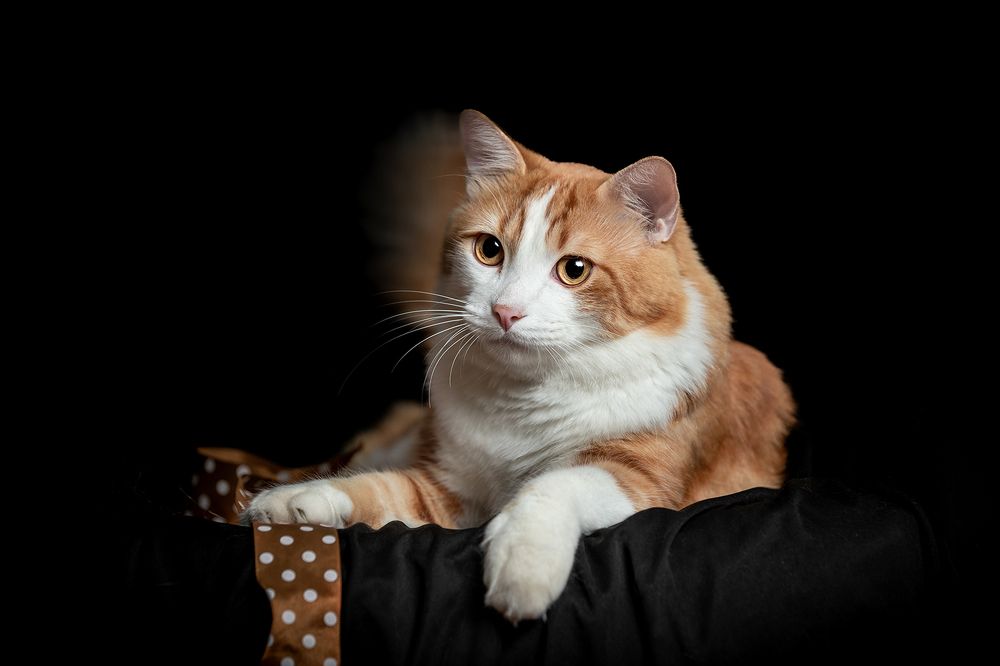 Фотография автора Camilla R Cintra