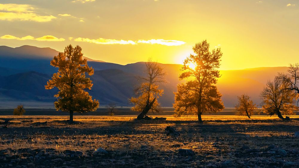 Золотой рассвет