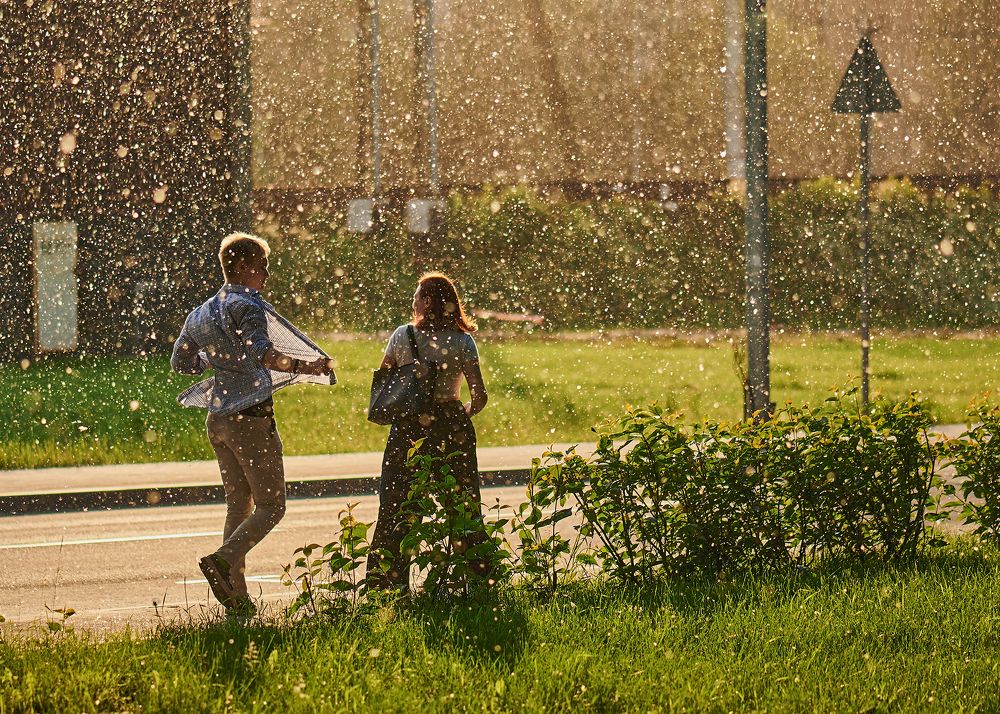 Тополиный пух...