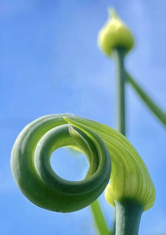 Фотография автора ГУЗАЛИЯ ГАНИЕВА