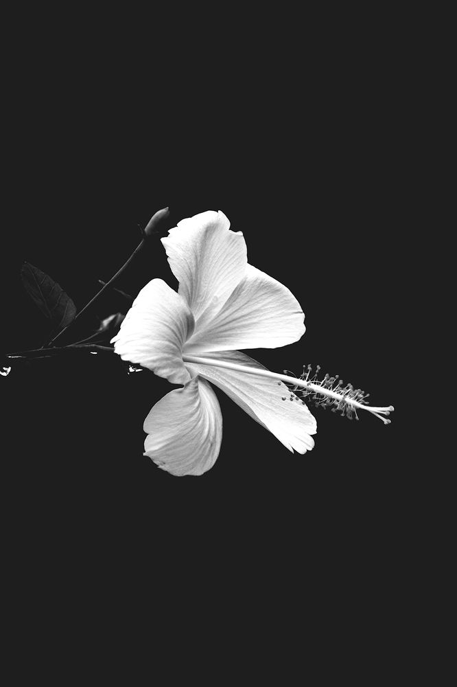 Photograph by Rumi S. Yada