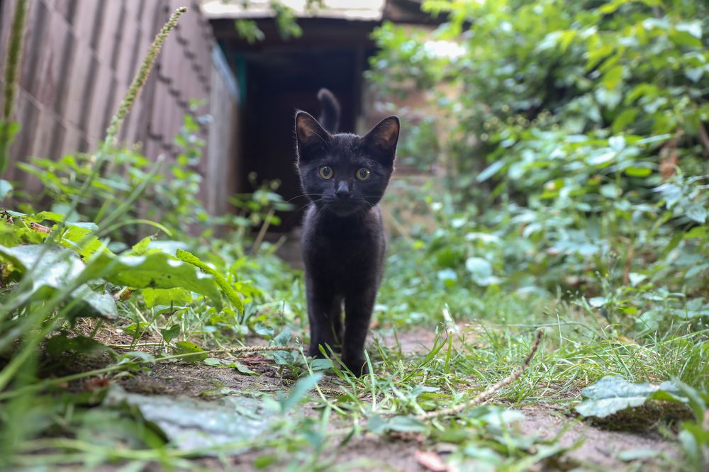 Photograph by Михаил Кинеев