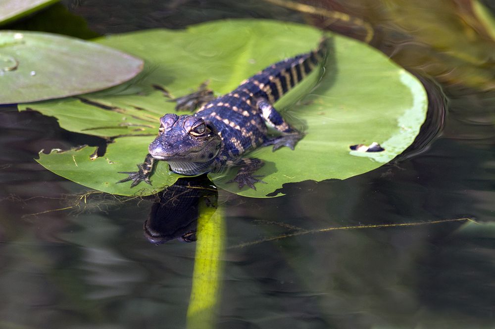 Photograph by Светлана Барабанщикова