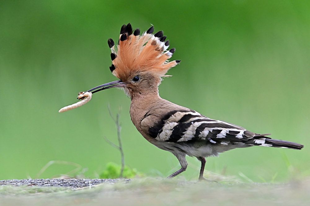 Photograph by Чернобай Анна