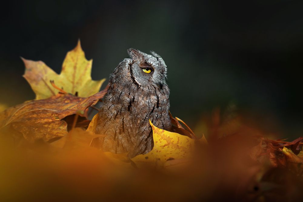 Photograph by Чернобай Анна