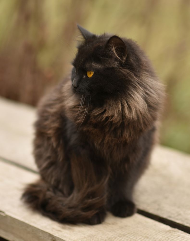 Фотография автора Шипунова Ирина