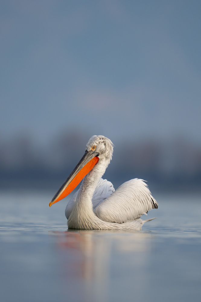 Dalmatian Pelicans