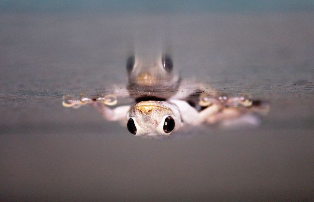 ID: Who Looks More Dangerous !